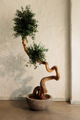 “RACINE” Artificial Tree