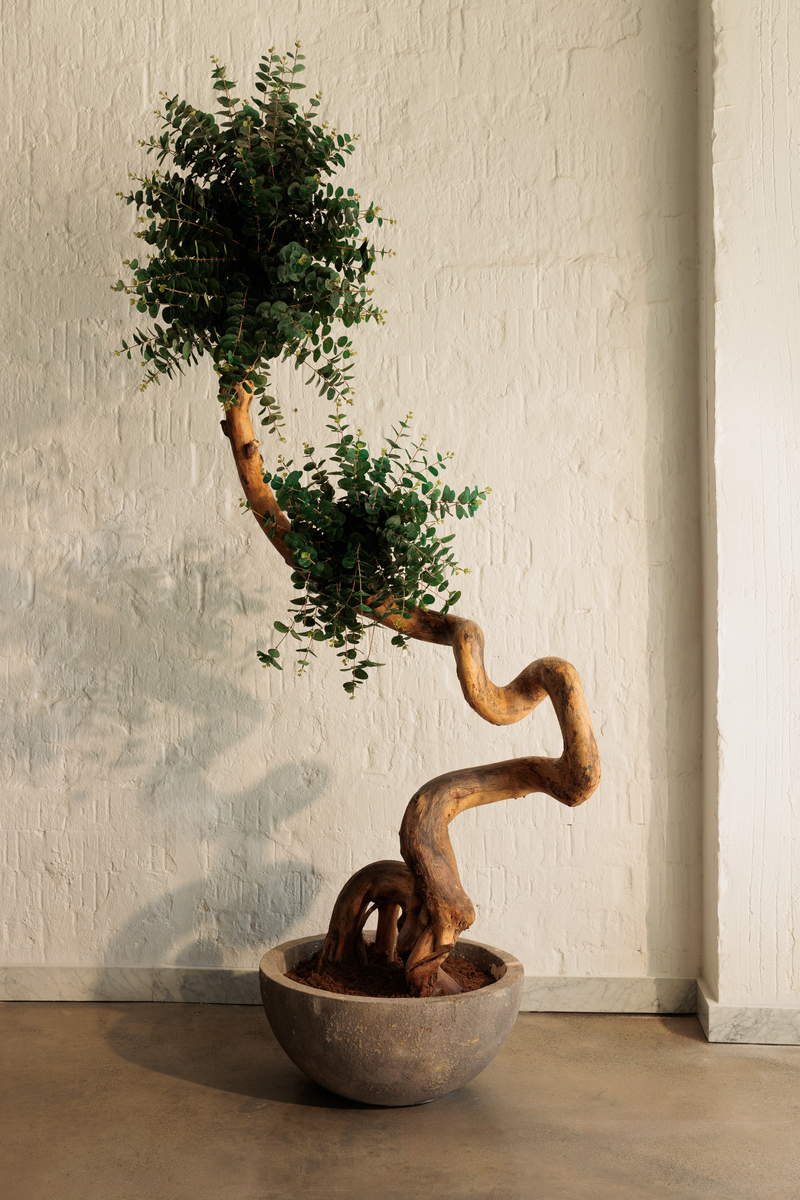 “RACINE” Artificial Tree