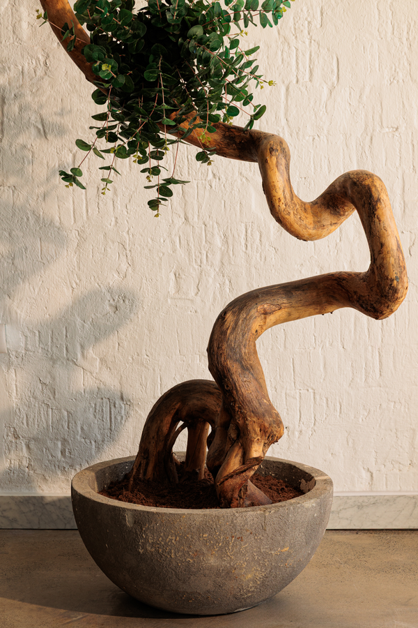 “RACINE” Artificial Tree